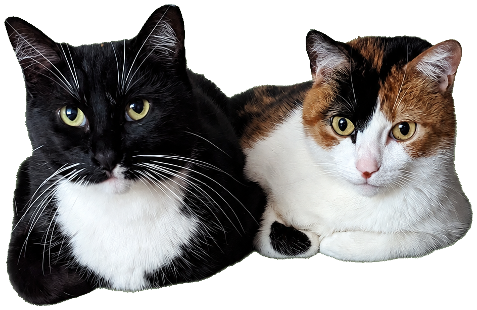 Adam's cats